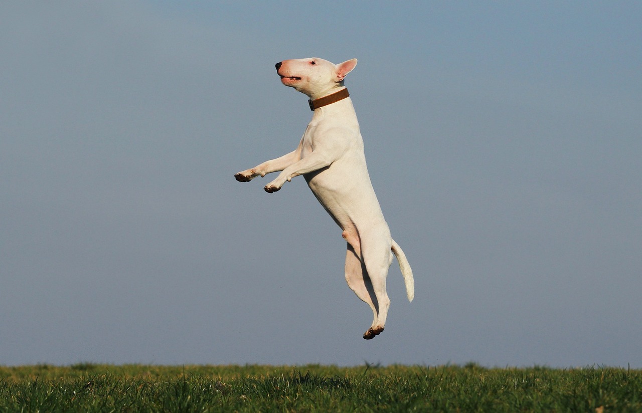Elevate Your Dog’s Potential with Puptown Houston: Houston’s Premier Dog Training Center
